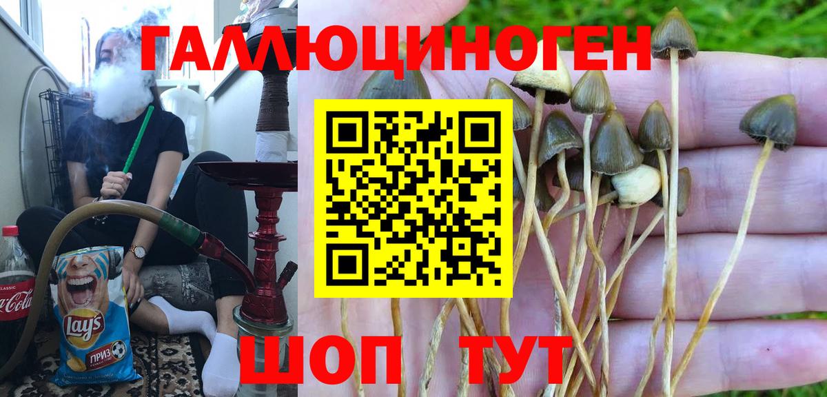 Псилоцибиновые грибы мицелий Ярославль